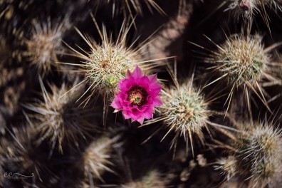 cactus_flower_lensbaby_twist60 |beauty amoung the beasts_by Eileen Critchley