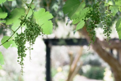 grapes_san_antonio | Not exactly napa, but still pretty_by Eileen Critchley