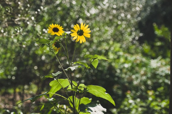sunflower_and_bokeh_san_antonio_botanical_garden | facing the sun_by Eileen Critchley