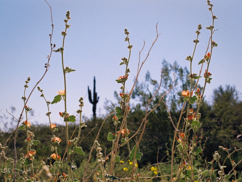 wildflowers and saguaro film- Kodak colorplus 200_by Eileen Critchley